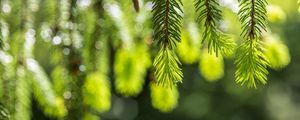Preview wallpaper spruce, branches, glare, green