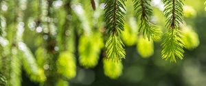 Preview wallpaper spruce, branches, glare, green