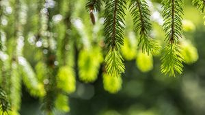 Preview wallpaper spruce, branches, glare, green