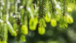 Preview wallpaper spruce, branches, glare, green