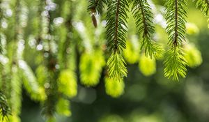 Preview wallpaper spruce, branches, glare, green