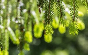Preview wallpaper spruce, branches, glare, green