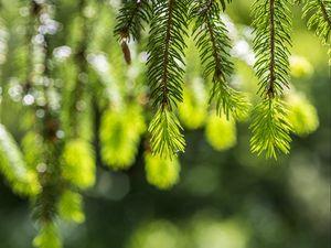 Preview wallpaper spruce, branches, glare, green