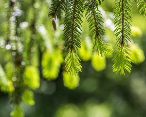 Preview wallpaper spruce, branches, glare, green
