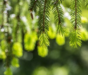 Preview wallpaper spruce, branches, glare, green