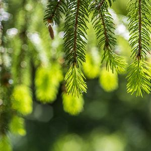 Preview wallpaper spruce, branches, glare, green