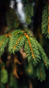 Preview wallpaper spruce, branches, green, macro