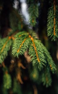 Preview wallpaper spruce, branches, green, macro