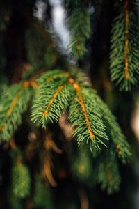 Preview wallpaper spruce, branches, green, macro
