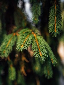 Preview wallpaper spruce, branches, green, macro