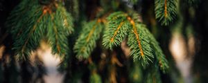 Preview wallpaper spruce, branches, green, macro