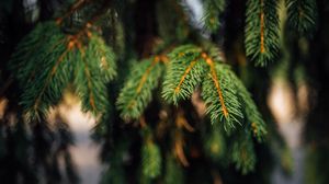 Preview wallpaper spruce, branches, green, macro