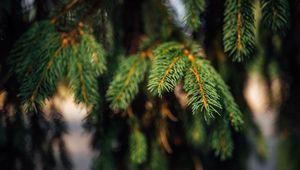 Preview wallpaper spruce, branches, green, macro