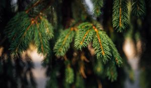 Preview wallpaper spruce, branches, green, macro