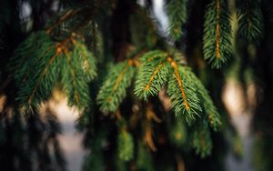 Preview wallpaper spruce, branches, green, macro