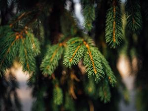 Preview wallpaper spruce, branches, green, macro