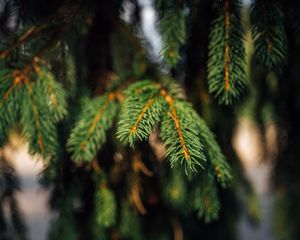 Preview wallpaper spruce, branches, green, macro