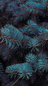 Preview wallpaper spruce, branches, macro, needles, plant