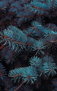 Preview wallpaper spruce, branches, macro, needles, plant