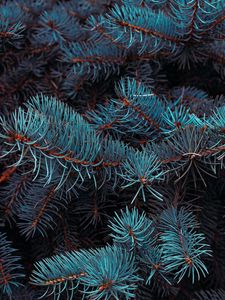 Preview wallpaper spruce, branches, macro, needles, plant