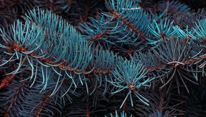 Preview wallpaper spruce, branches, macro, needles, plant