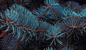 Preview wallpaper spruce, branches, macro, needles, plant