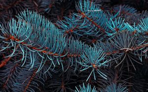 Preview wallpaper spruce, branches, macro, needles, plant