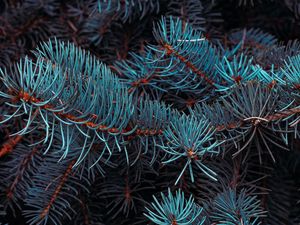 Preview wallpaper spruce, branches, macro, needles, plant