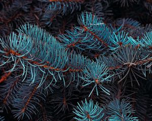 Preview wallpaper spruce, branches, macro, needles, plant