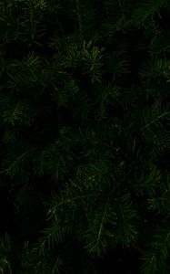 Preview wallpaper spruce, branches, macro, dark, green