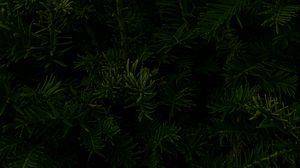 Preview wallpaper spruce, branches, macro, dark, green