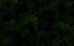 Preview wallpaper spruce, branches, macro, dark, green