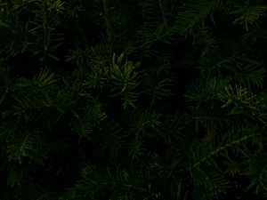Preview wallpaper spruce, branches, macro, dark, green