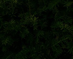 Preview wallpaper spruce, branches, macro, dark, green