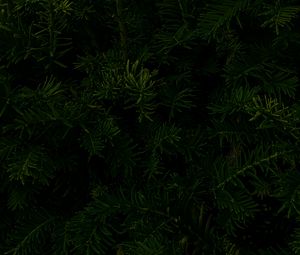 Preview wallpaper spruce, branches, macro, dark, green