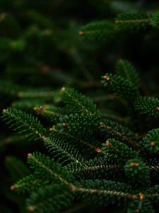 Preview wallpaper spruce, branches, macro, needles, green