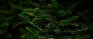 Preview wallpaper spruce, branches, macro, needles, green