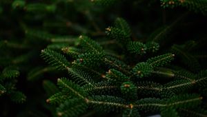 Preview wallpaper spruce, branches, macro, needles, green