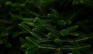 Preview wallpaper spruce, branches, macro, needles, green