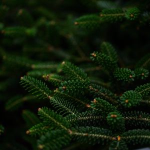 Preview wallpaper spruce, branches, macro, needles, green