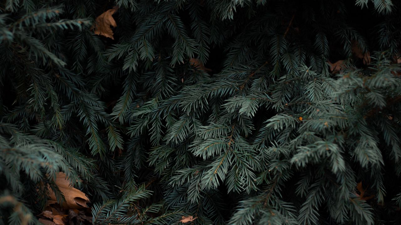 Wallpaper spruce, branches, needles, green