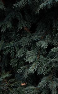 Preview wallpaper spruce, branches, needles, green