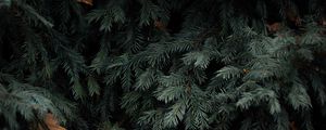 Preview wallpaper spruce, branches, needles, green