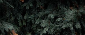 Preview wallpaper spruce, branches, needles, green