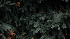 Preview wallpaper spruce, branches, needles, green