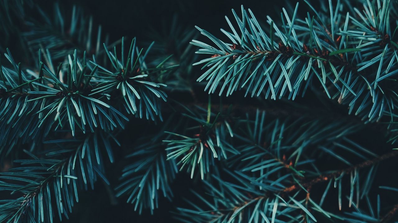 Wallpaper spruce, branches, needles, forest