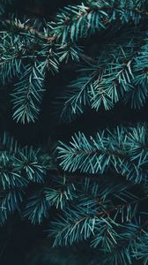 Preview wallpaper spruce, branches, needles, forest