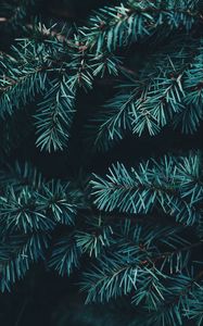 Preview wallpaper spruce, branches, needles, forest