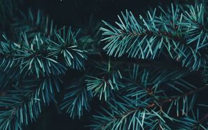 Preview wallpaper spruce, branches, needles, forest