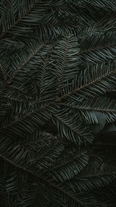 Preview wallpaper spruce, branches, needles, dark, green
